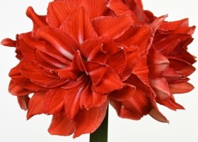 hippeastrum Double Circus (1)